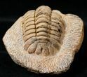 Rare Eccoptochile Trilobite - Long #15489-3
